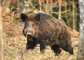 φώτο αρχείου