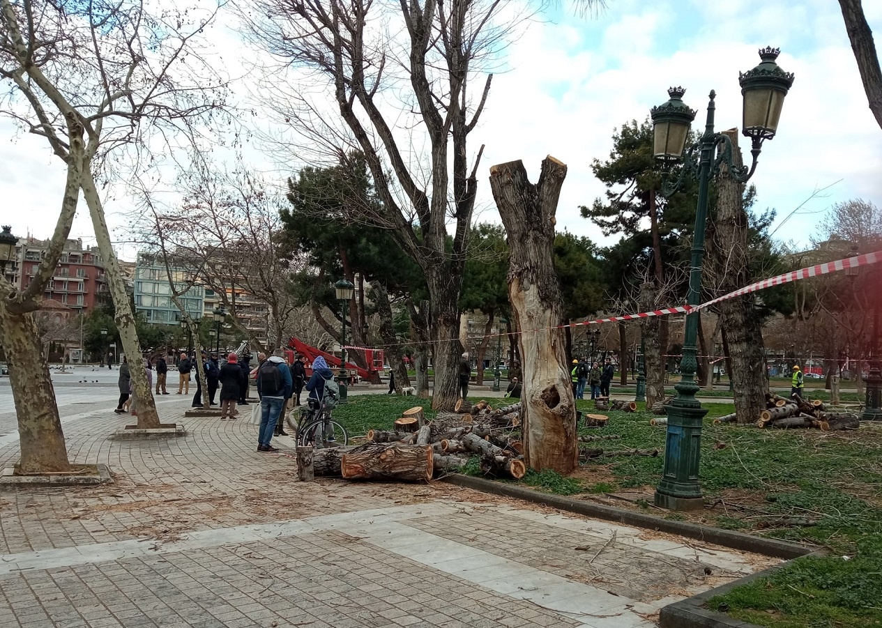 Φωτογραφία: SOSε τα ΔΕΝΔΡΑ!