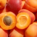 Many apricot