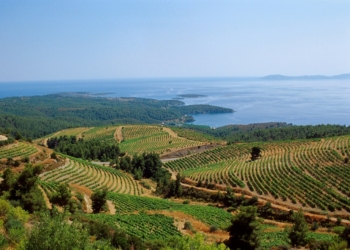 winemakersofnorthgreece.gr