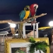 Οι δυο παπαγάλοι που τους είχαν κόψει τα φτερά στην Χαλκιδική / facebook