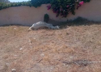 facebook/Pet Alert Santorini (Lost & Found Pets)