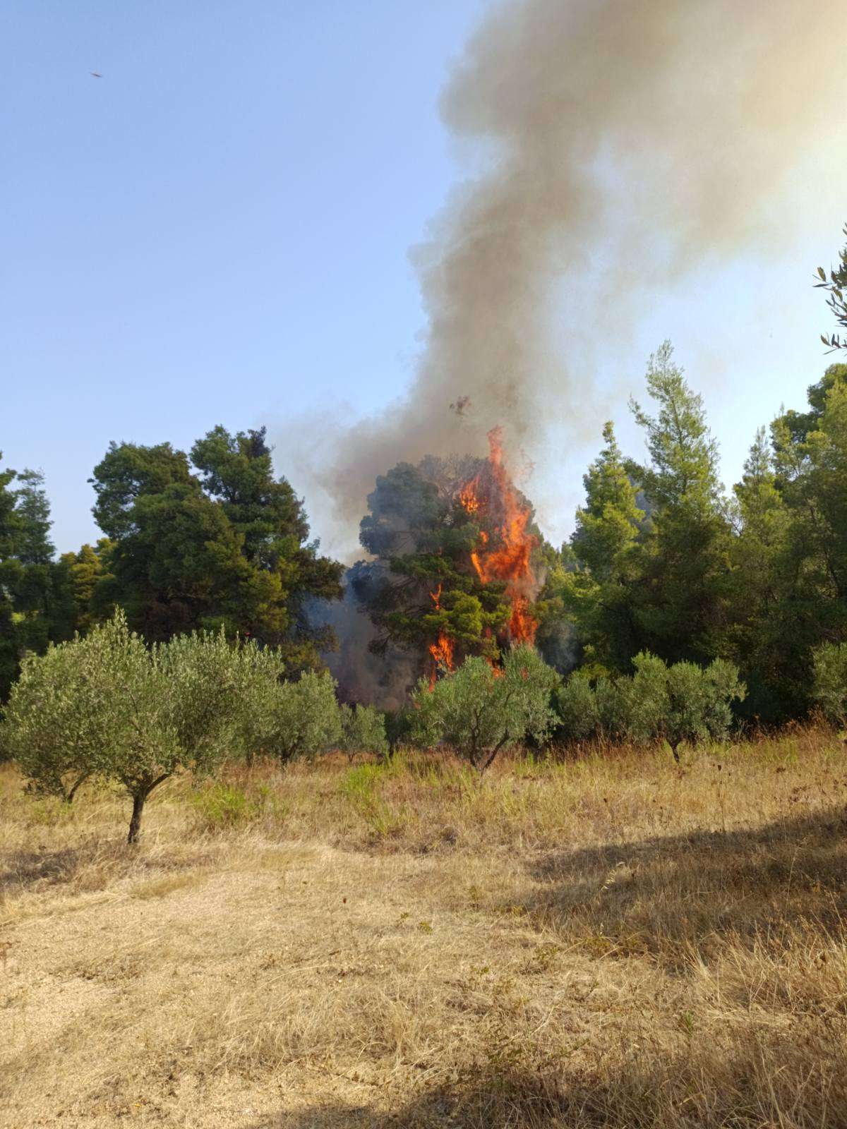 φώτο facebook/ΕΟΔ Βάση Ετοιμότητας Κασσάνδρας